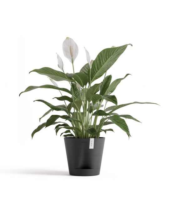 עציץ ונציה של Ecopots, דגם Venice 2, קטגוריה: לרצפה, מתאים לפנים וחוץ